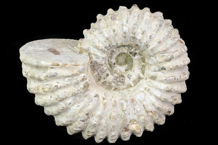 Bumpy Douvilleiceras Ammonite - Madagascar #79114